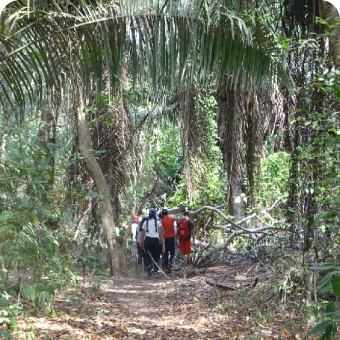 caminata por el bosque